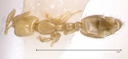 Solenopsis subterranea - FOCOL0641-1