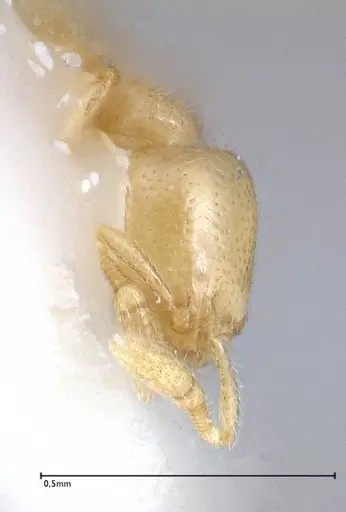 Solenopsis subterranea - FOCOL0641-1