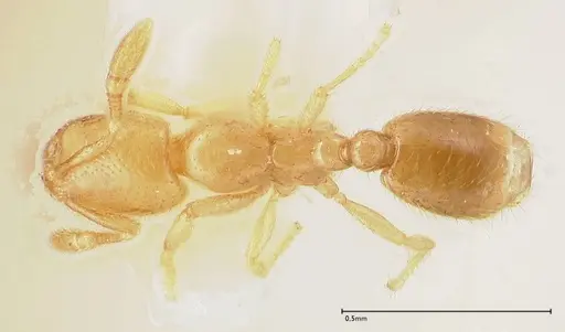 Solenopsis subterranea - FOCOL0641-2