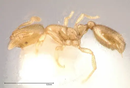 Solenopsis subterranea - FOCOL0641-2
