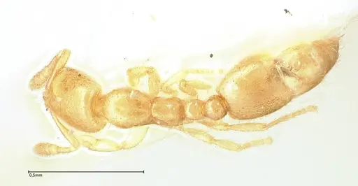 Solenopsis subterranea - FOCOL0641-3