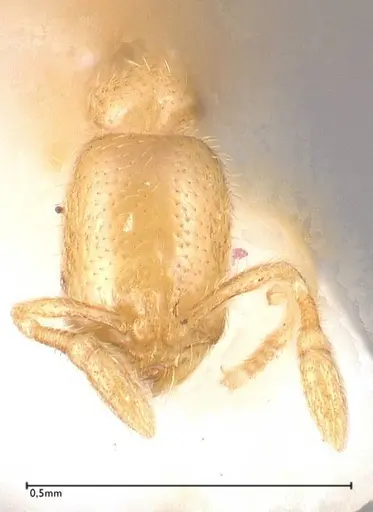 Solenopsis subterranea - FOCOL0641-3