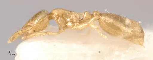 Solenopsis subterranea - FOCOL0641-3