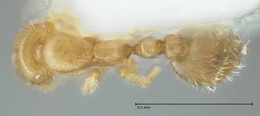 Solenopsis subterranea - FOCOL1782-1