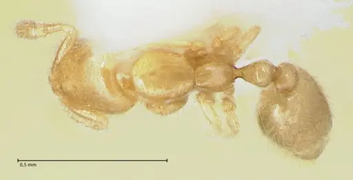 Solenopsis subterranea - FOCOL1782-2