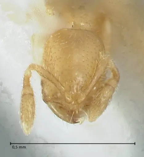 Solenopsis subterranea - FOCOL1782-2