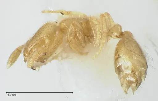 Solenopsis subterranea - FOCOL1782-2