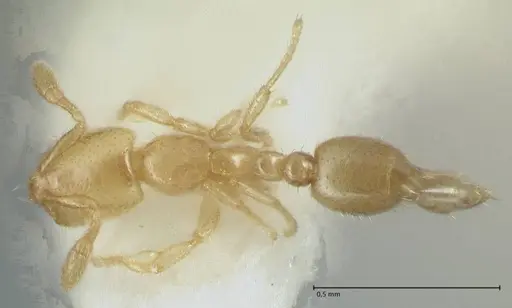 Solenopsis subterranea - FOCOL1782-3