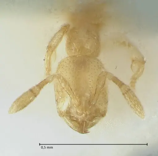 Solenopsis subterranea - FOCOL1782-3