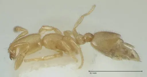 Solenopsis subterranea - FOCOL1782-3