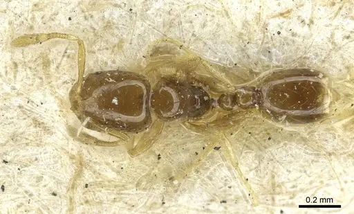 Solenopsis subtilis specimen