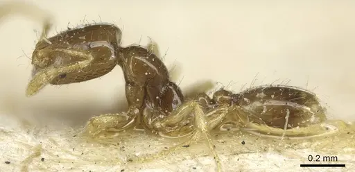 Solenopsis subtilis specimen