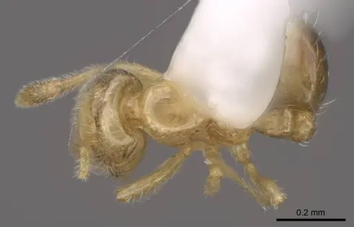 Solenopsis subtilis - CASENT0923111