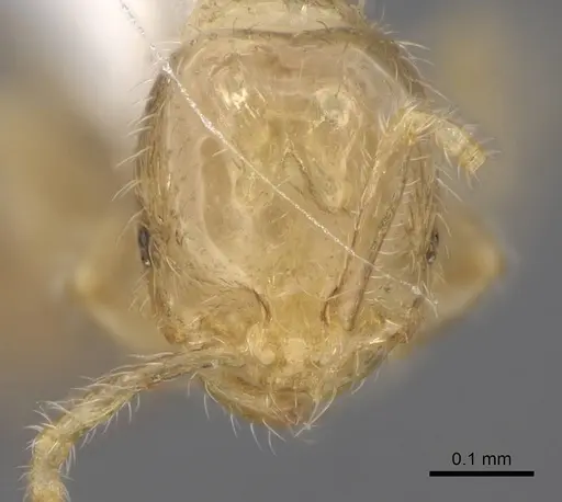 Solenopsis subtilis - CASENT0923111
