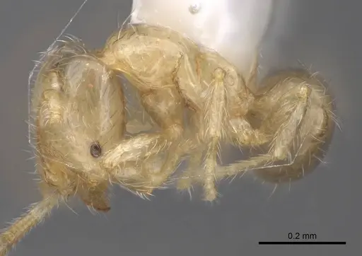 Solenopsis subtilis - CASENT0923111