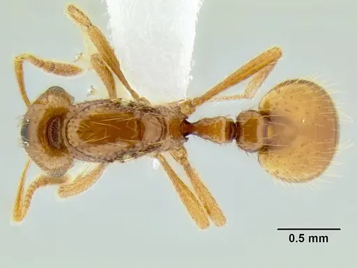 Solenopsis succinea specimen