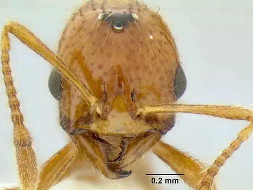 Solenopsis succinea specimen