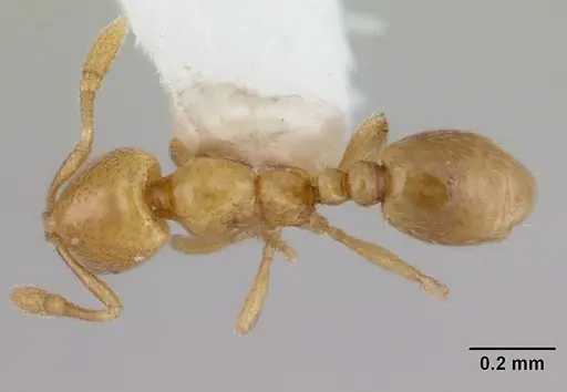 Solenopsis sulfurea specimen