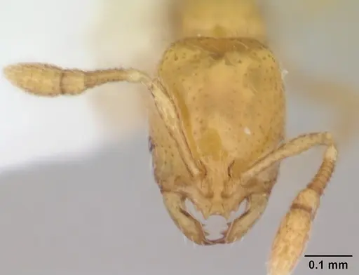 Solenopsis sulfurea specimen