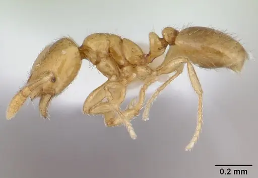 Solenopsis sulfurea specimen