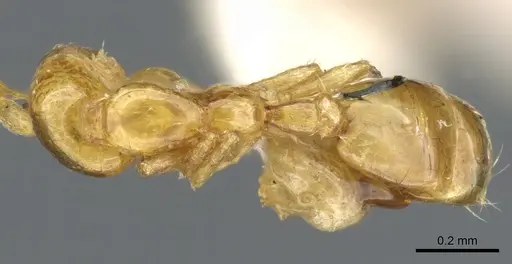 Solenopsis sulfurea - CASENT0904624