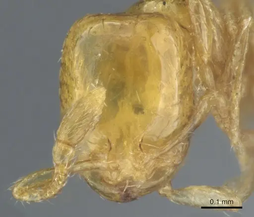 Solenopsis sulfurea - CASENT0904624