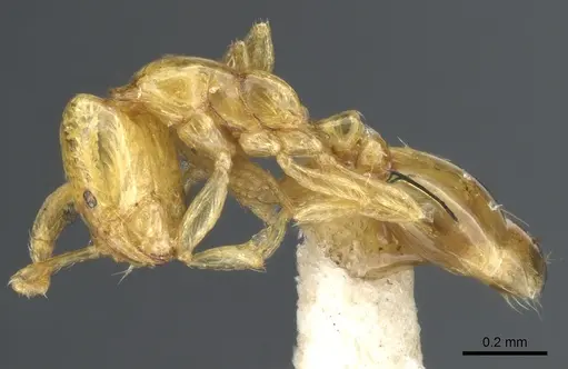 Solenopsis sulfurea - CASENT0904624