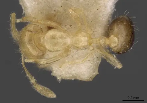 Solenopsis sulfurea - CASENT0908807