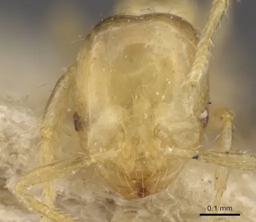 Solenopsis sulfurea - CASENT0908807