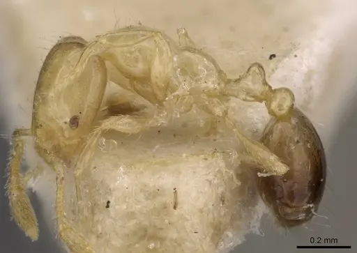 Solenopsis sulfurea - CASENT0908807