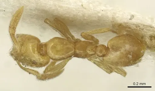 Solenopsis sulfurea - CASENT0913873