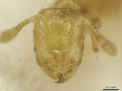 Solenopsis sulfurea - CASENT0913873