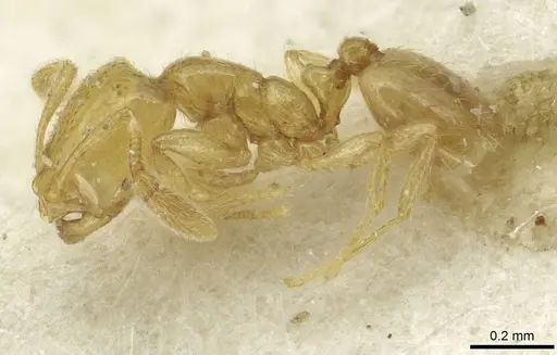 Solenopsis sulfurea - CASENT0913873