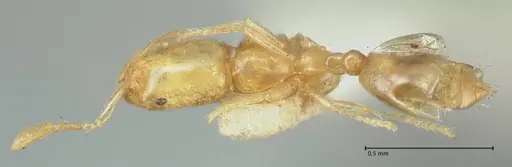 Solenopsis sulfurea - FOCOL1890