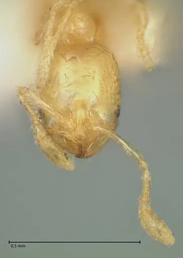 Solenopsis sulfurea - FOCOL1890