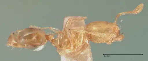 Solenopsis sulfurea - FOCOL1890