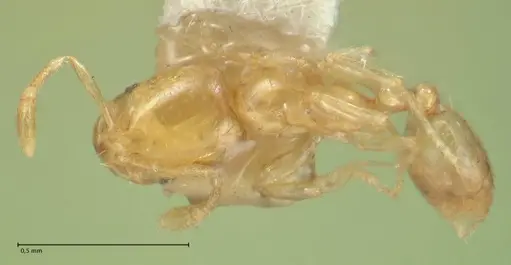 Solenopsis sulfurea - FOCOL1891