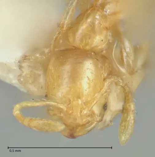 Solenopsis sulfurea - FOCOL1891