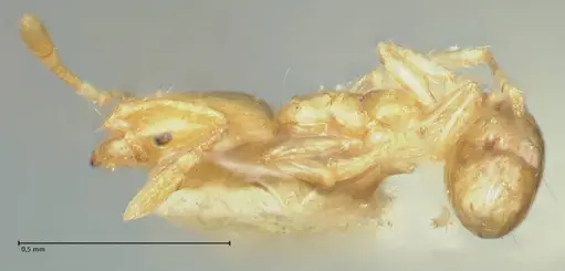 Solenopsis sulfurea - FOCOL1891