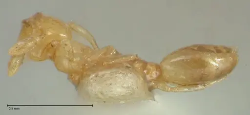 Solenopsis sulfurea - FOCOL1892