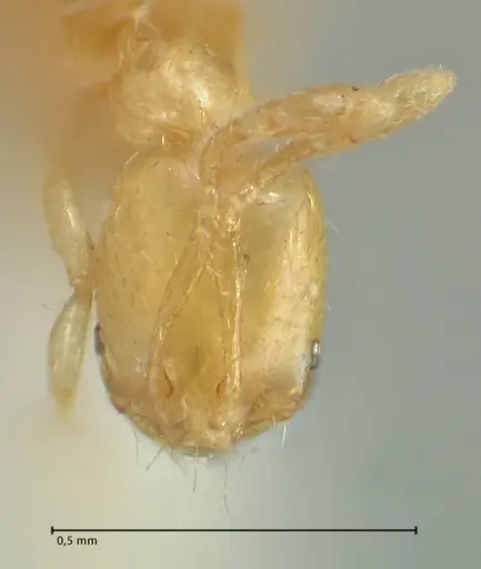 Solenopsis sulfurea - FOCOL1892