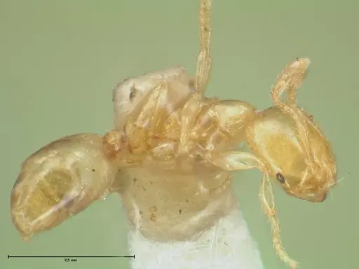 Solenopsis sulfurea - FOCOL1892