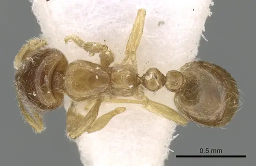 Solenopsis sumara specimen