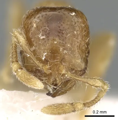 Solenopsis sumara specimen