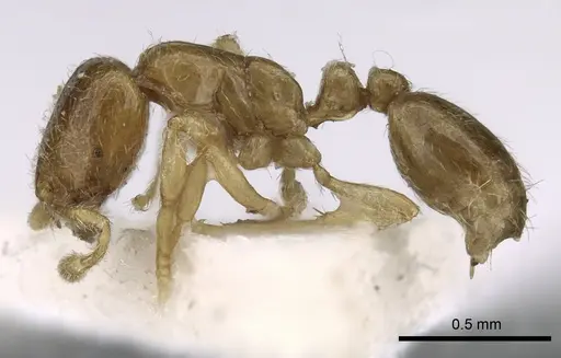 Solenopsis sumara specimen