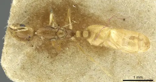 Solenopsis targuia specimen