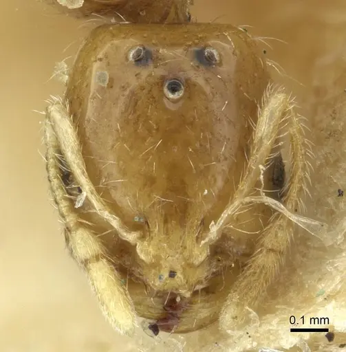 Solenopsis targuia specimen