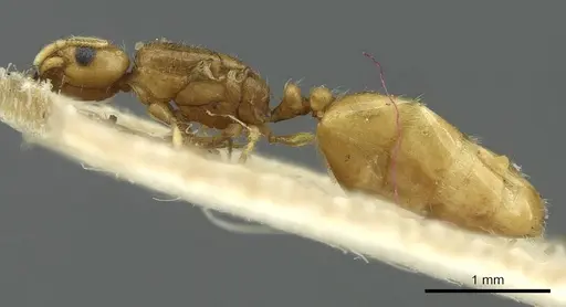 Solenopsis targuia specimen