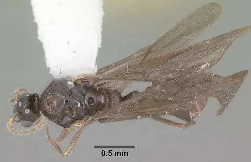 Solenopsis tennesseensis specimen