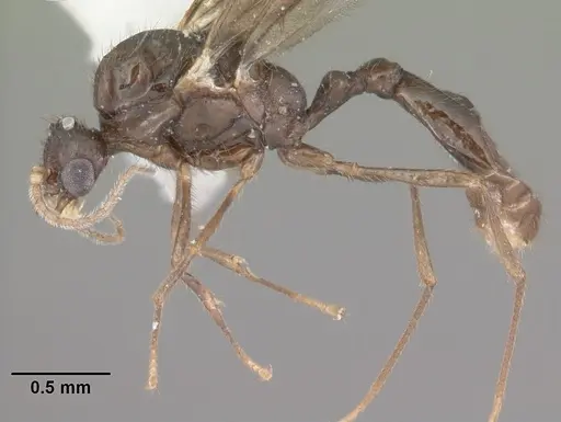 Solenopsis tennesseensis specimen